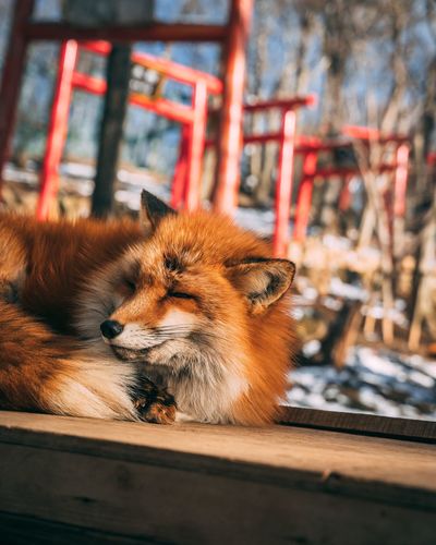 Close-up of a cat looking away
