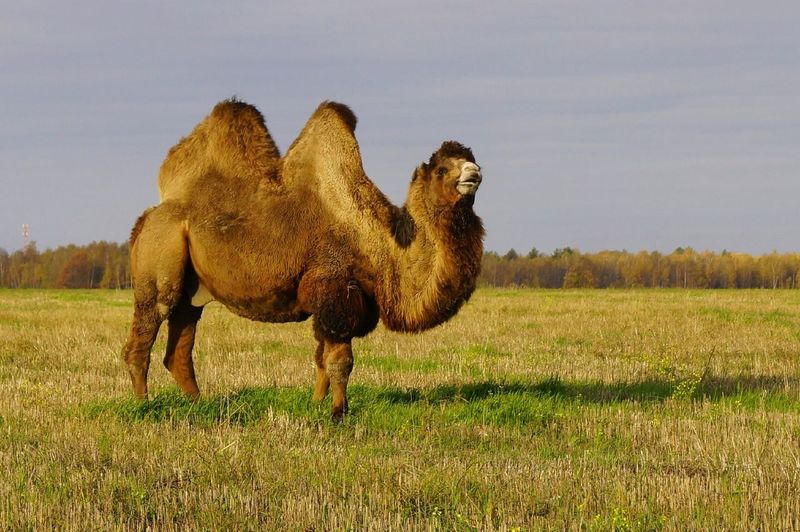 Side view of bactrian camel standing on grassy field against sky
