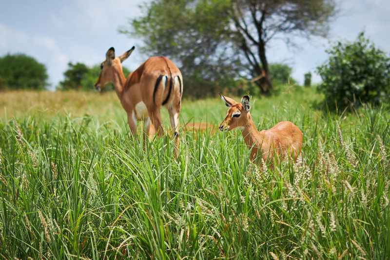 Antelopes in a field
