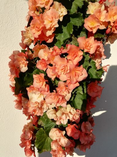 High angle view of flowering plant