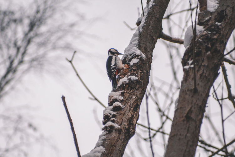 View of bird perching on tree