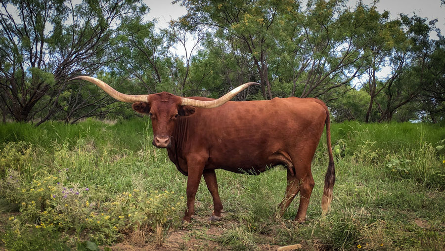 Portrait of texas longhorn cattle standing on grassy field against trees