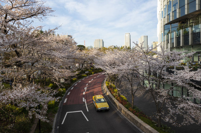 View of cherry blossom from road