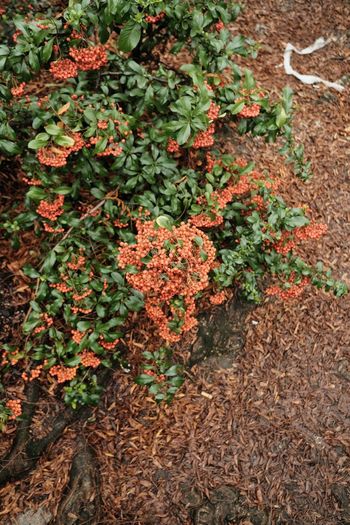 High angle view of ivy growing on field
