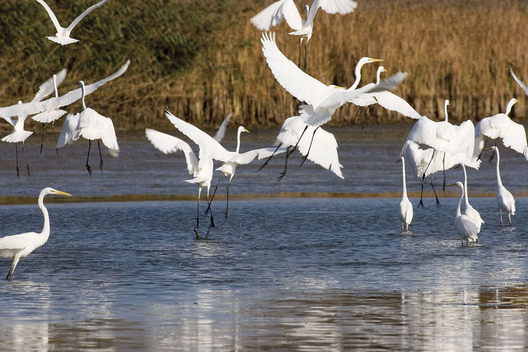 The great egret from crna mlaka on a marsh in autumn