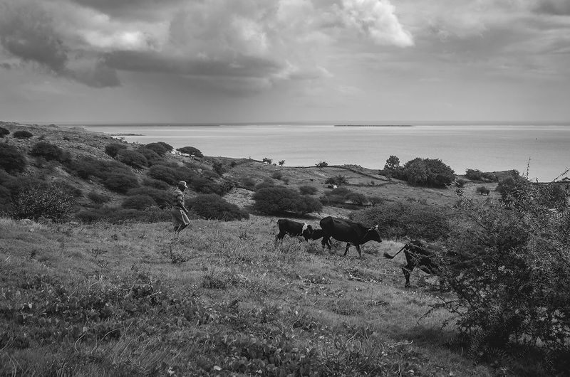 Cows grazing on field by sea against sky