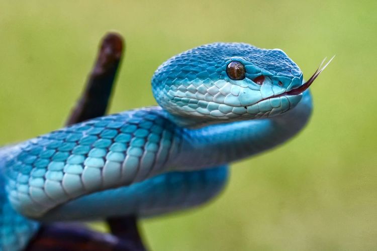 Blue insularis snake tree pit viper 