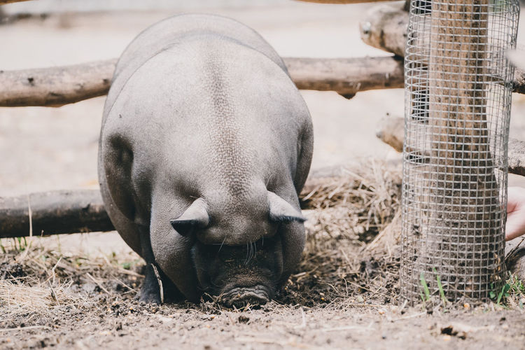 Pig by fence on field