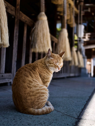 Side view of a cat looking away outside shinto shrine