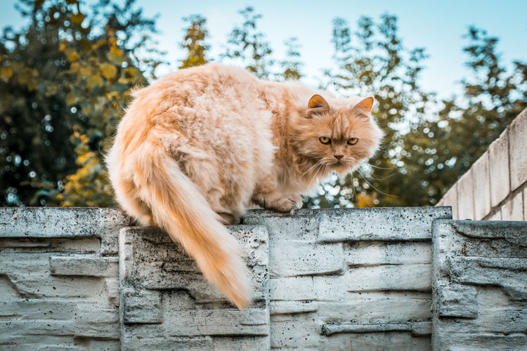 Ginger cat on stone fence intimidating the photographer
