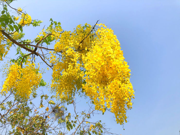 Low angle view of yellow flowering plant against clear sky
