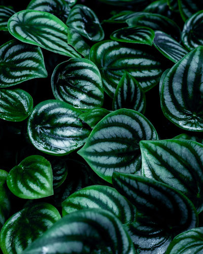 Closeup nature view of tropical leaves background