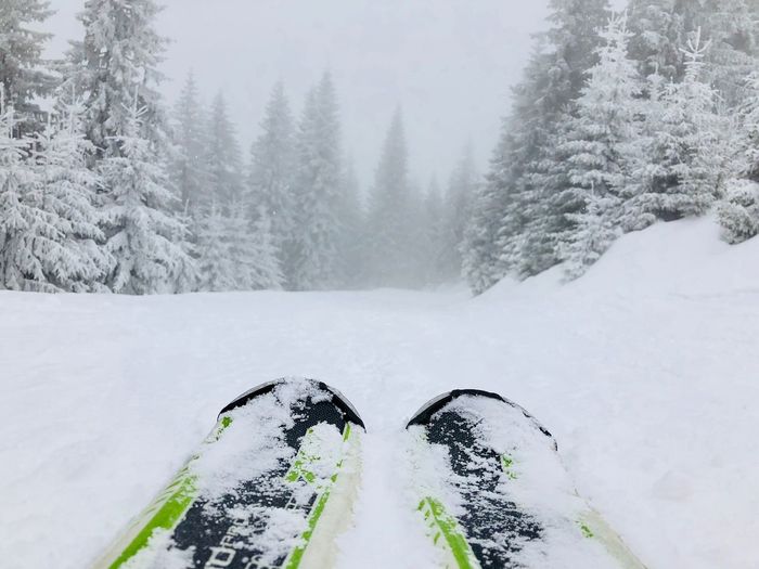 Close up of skis with snowy evergreen forest ahead