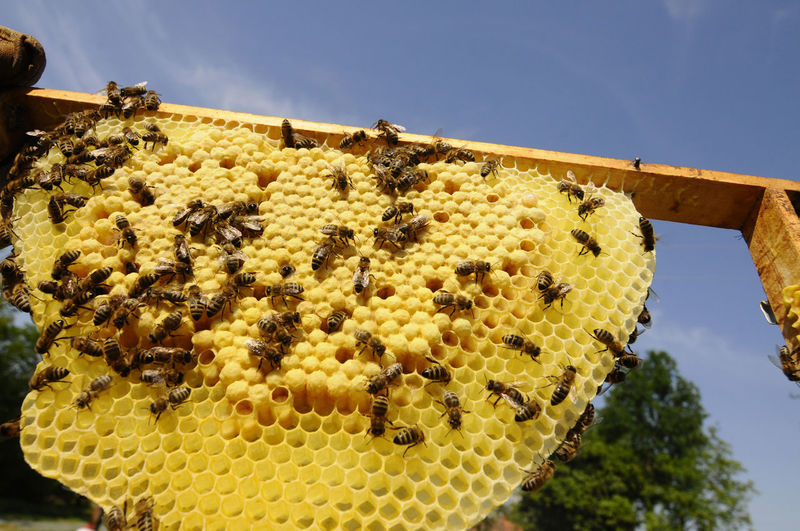 Bee keeper showing honey comb with honey bees in his garden