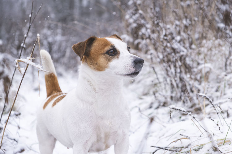 Portrait of jack russell terrier dog standing in the winter forest. a hunting dog froze in a stance.