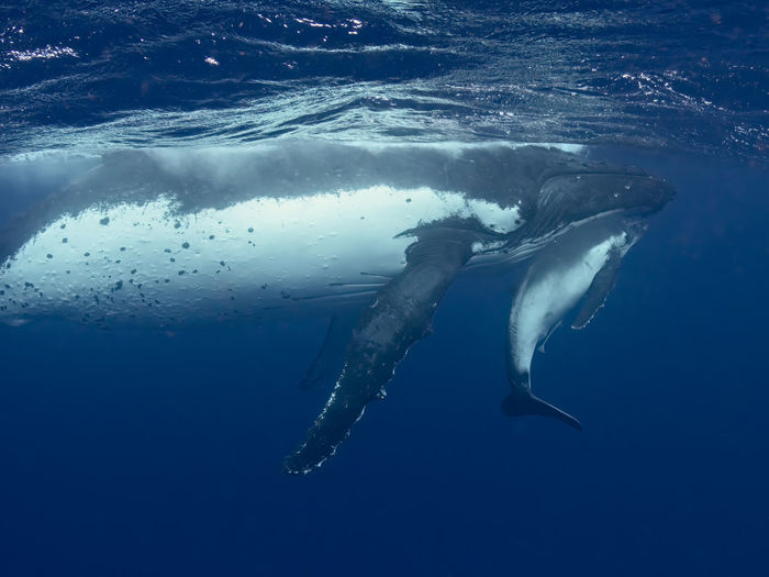 Humpback whale mother and calf.