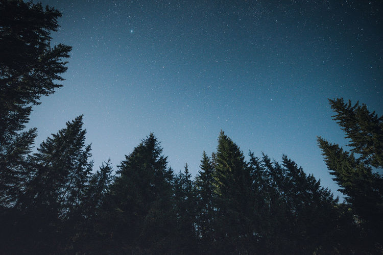 SILHOUETTE TREES AGAINST STAR FIELD IN SKY