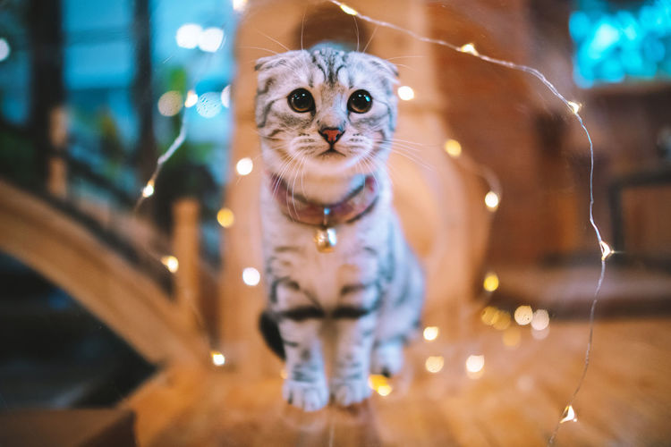 Portrait of cat by illuminated light