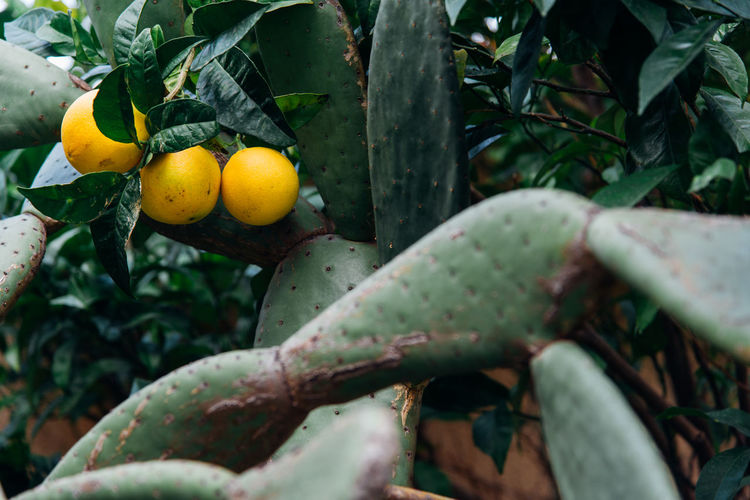 fruit