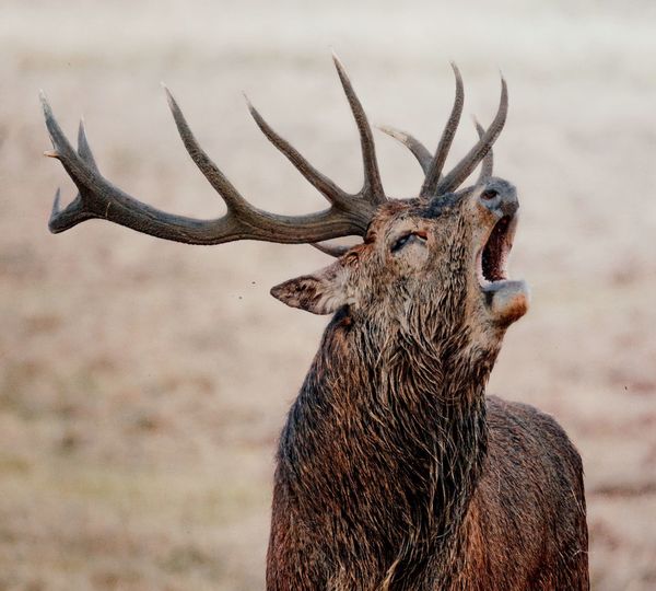 Close up of red deer stag bellowing