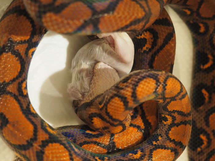 High angle view of snake eating mouse