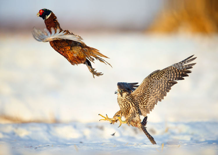 Peregrine falcon chasing pheasant in the snow