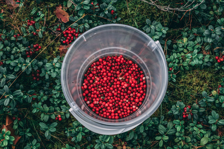 High angle view of berries in basket