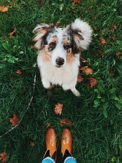 High angle portrait of dog standing on field