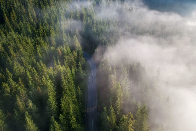 Aerial view of road in forest during foggy weather