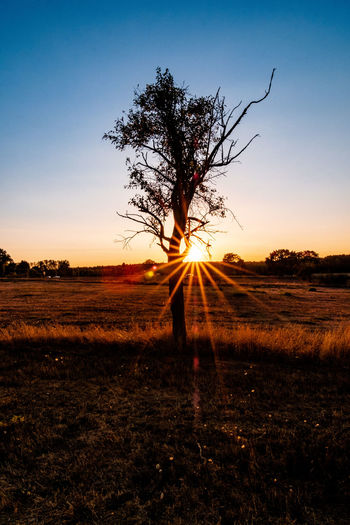 Silhouette tree on field against sky during sunset