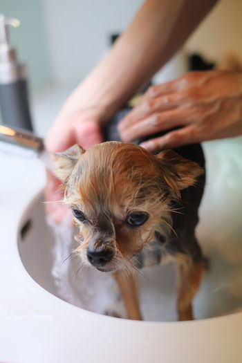 Close-up of hands washing dog