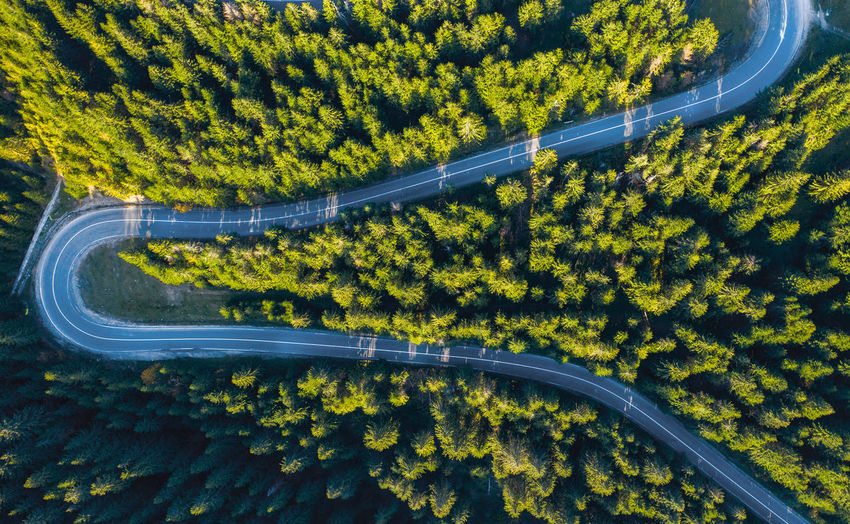 High angle view of road amidst trees at forest