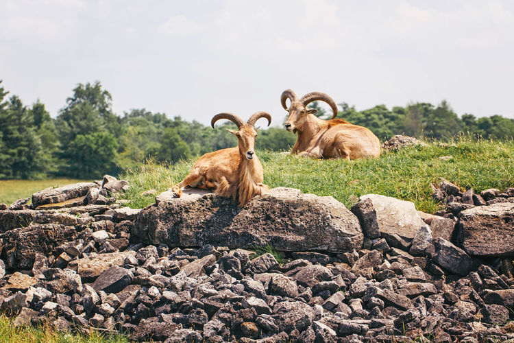 Group of barbary sheep wild goats antelope lying resting on rocks during hot summer day. herd 