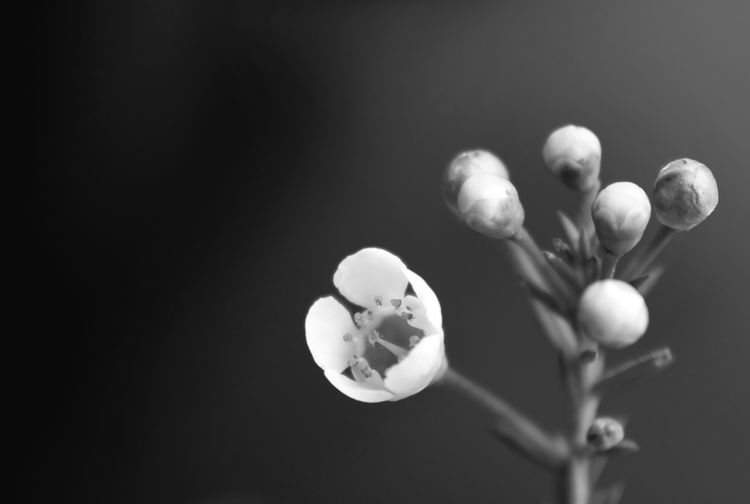 Close-up of white flowering plant over black background