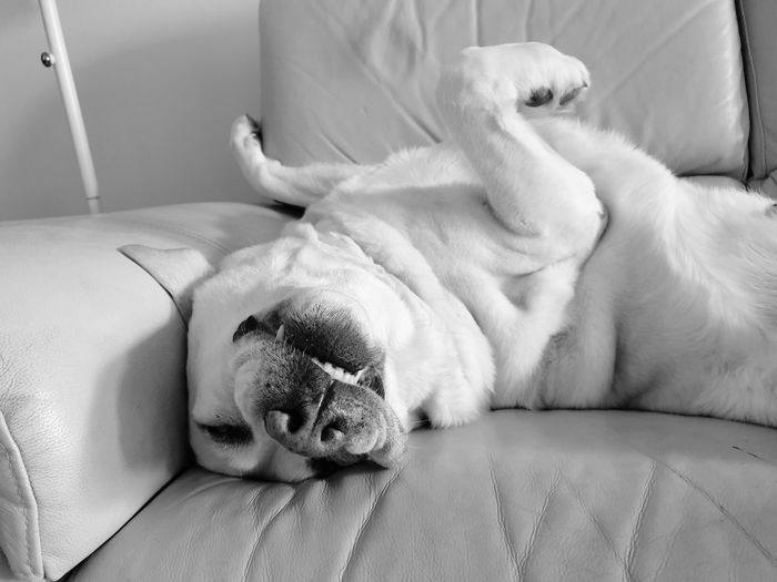 Dog sleeping on bed at home