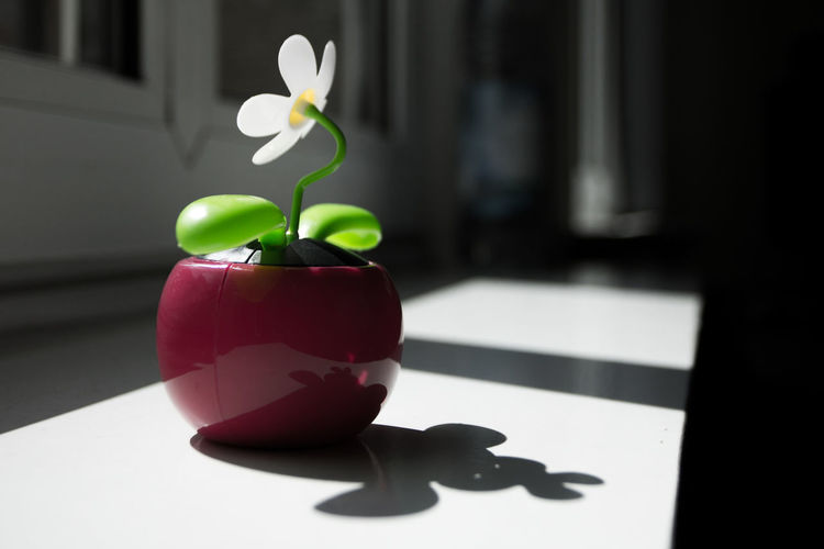 Close-up of red rose on table