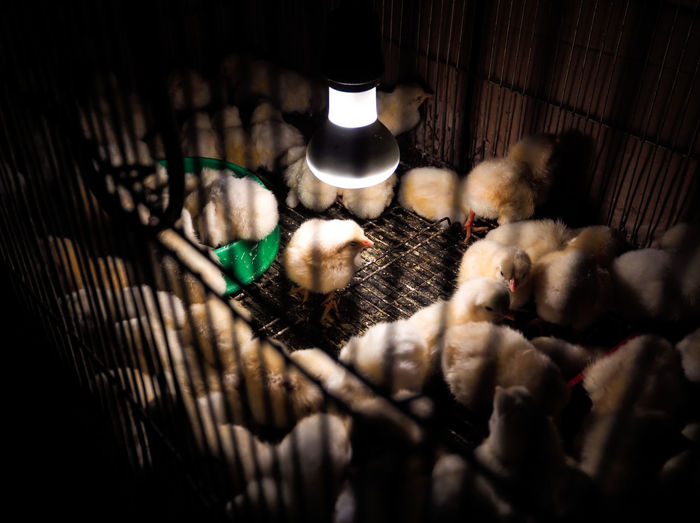Chicks in cage