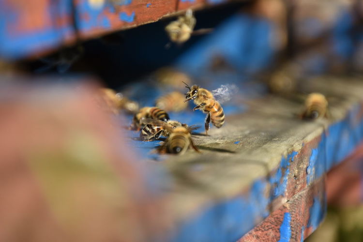 Close-up of honeybees on wood