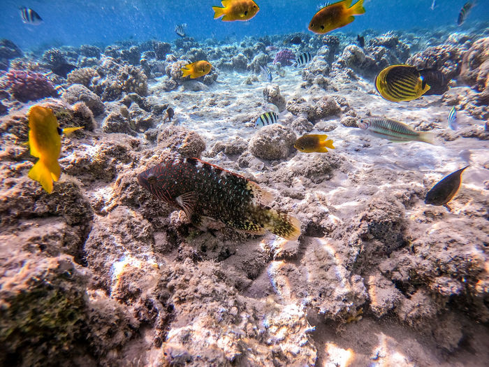 Close-up of fish swimming in sea