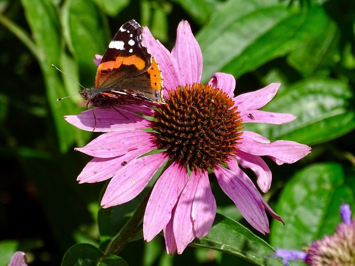 Butterfly on a purple flower in the spring sunshine 