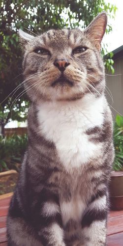 Close-up portrait of cat