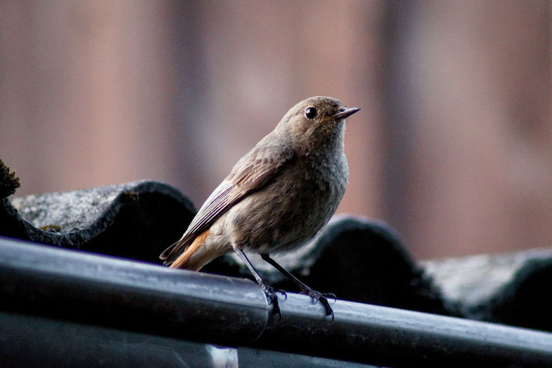Low angle view of young robin perching on pipe by roof