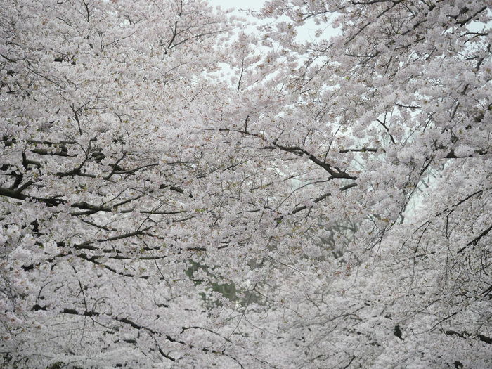 Full frame shot of cherry blossom tree