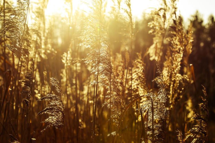 Close-up of plants growing on field