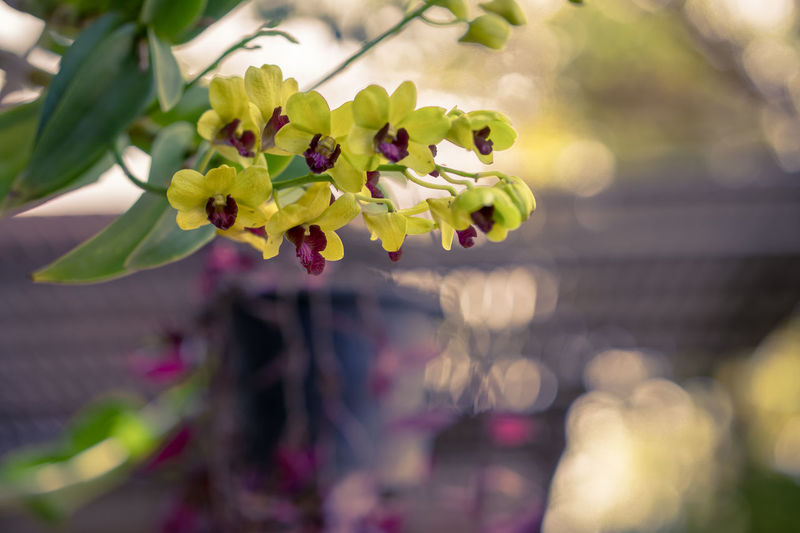 Close-up of purple flowering plant