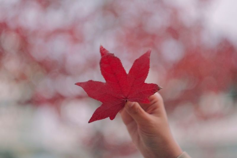 Close-up of hand on red maple leaf