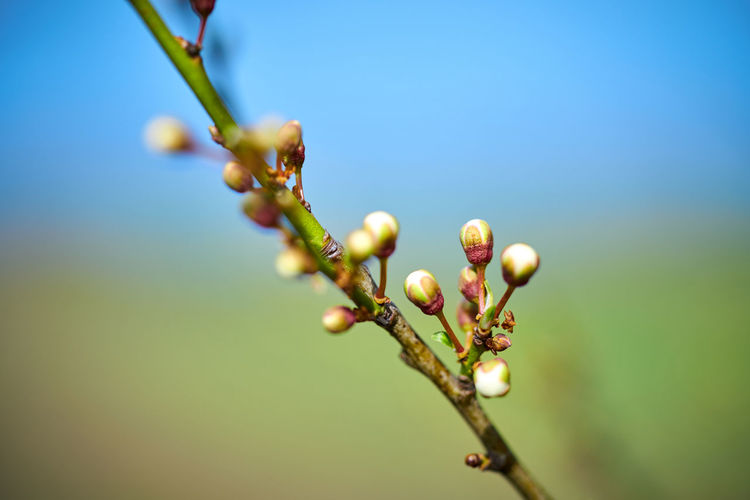 Close-up of buds on branch