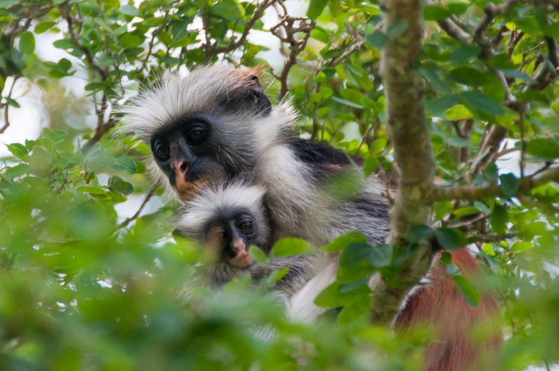 Low angle view of red colobus monkeys on tree at jozani chwaka bay national park