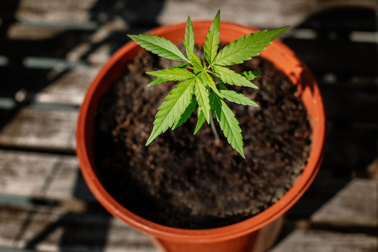 High angle view of potted plant