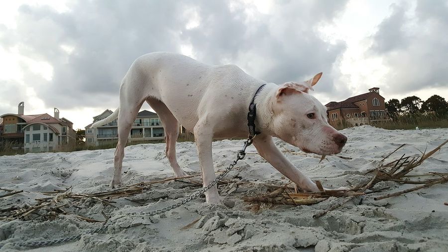 American bulldog at beach against cloudy sky